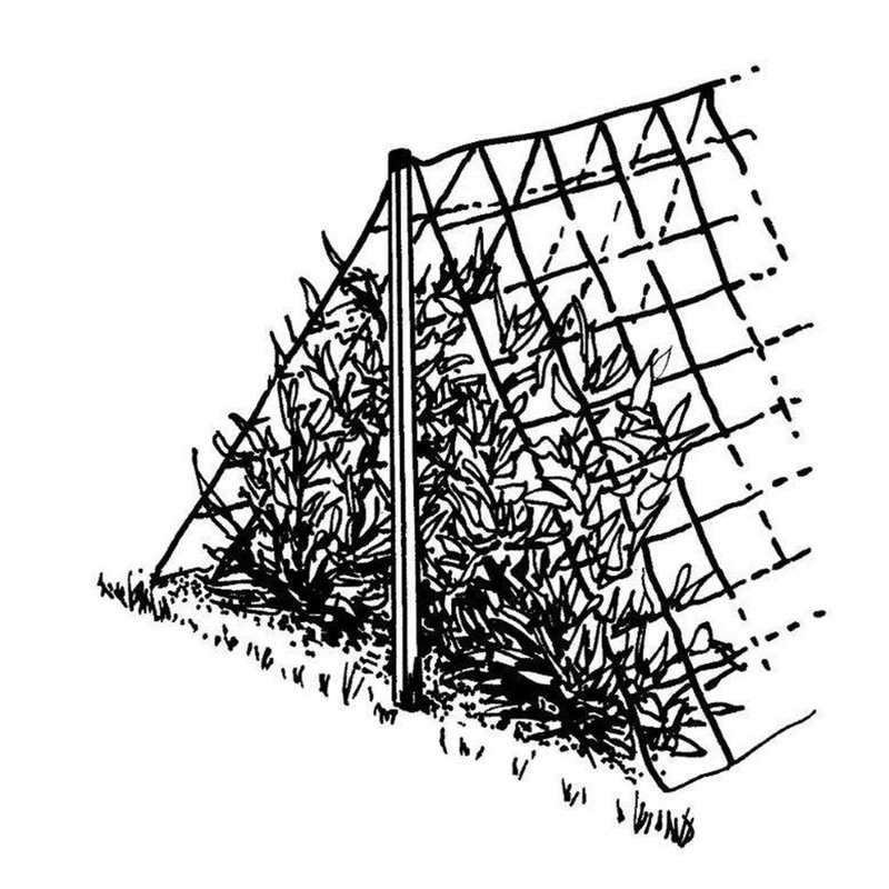 Luster Leaf 869 Vine and Veggie Trellis Net, Green, 5-Feet