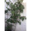 Kyoho Grape With Pot 6” Sweet Seedling Ready To Plant