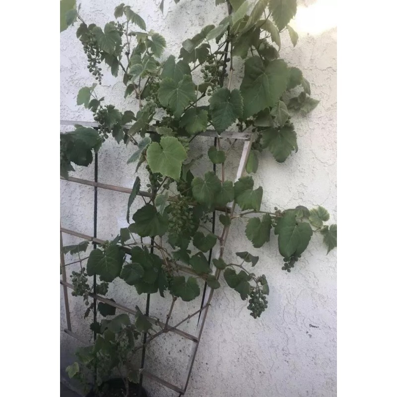 Kyoho Grape With Pot 6” Sweet Seedling Ready To Plant