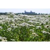 Yarrow Herb Tea (Millefolii Herba - Achillea millefolium L.) -