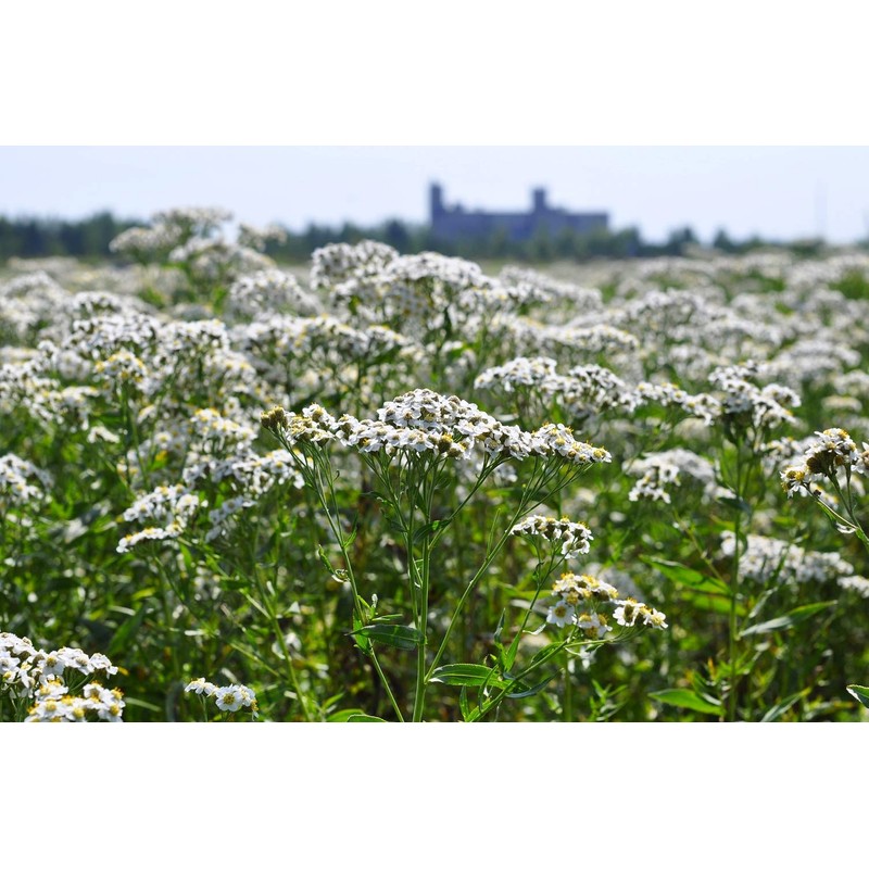 Yarrow Herb Tea (Millefolii Herba - Achillea millefolium L.) -