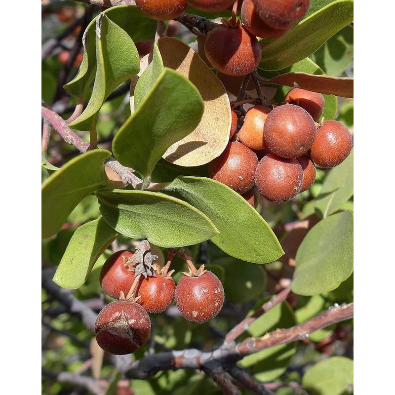 HealinGifts Uva-ursi Pinguica Bearberry Kinnikinnick dried fruit 4oz