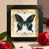 Real Framed Butterfly Taxidermy Butterfly, Handmade Shadow Box Taxidermy Specimen