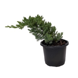 Japanese Juniper Bonsai Tree - 4" Pot - Juniperus procumbens - Nana