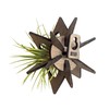 VEKULI Set of 2 Air Plant Holders, Starfish, Versatile and