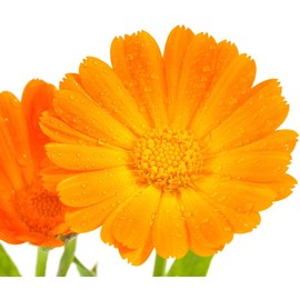 Earthcare Seeds English Marigold 500 Seeds (Calendula officinalis) Heirloom - Non GMO - Open Pollinated