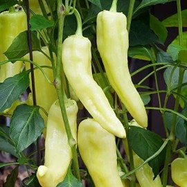 Seed Store Sweet Banana Pepper Seeds, NON-GMO, ORGANIC, HEIRLOOM - Free Shipping! - 100 Seeds