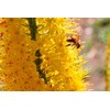 ImkerPur Propolis Drops / Solution (20%) 50ml - Medical Alcohol