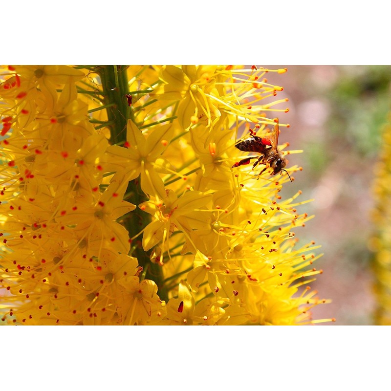 ImkerPur Propolis Drops / Solution (20%) 50ml - Medical Alcohol