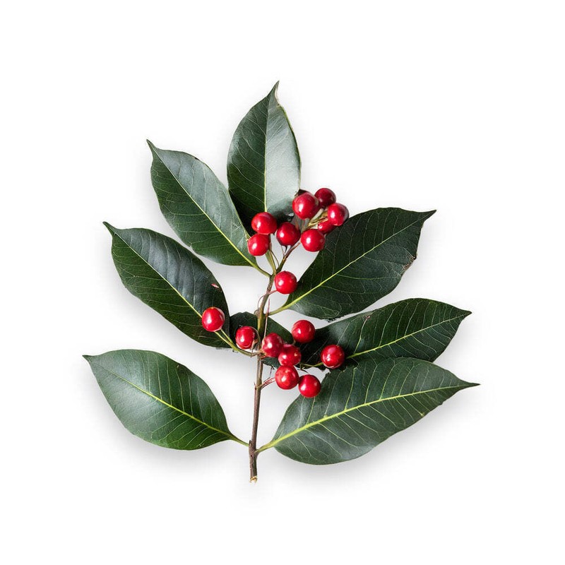 N/A Essential Oxygen Brushing Rinse 3 oz Promotes Fresh Breath