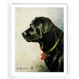 Black Labrador Head Study Holiday Season & New Year Note Cards Set - 6 Notecards (RLA-9X)