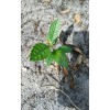 Japanese Plum Tree 2 Rooted Plants 4-8Japanese Plum Tree Organic