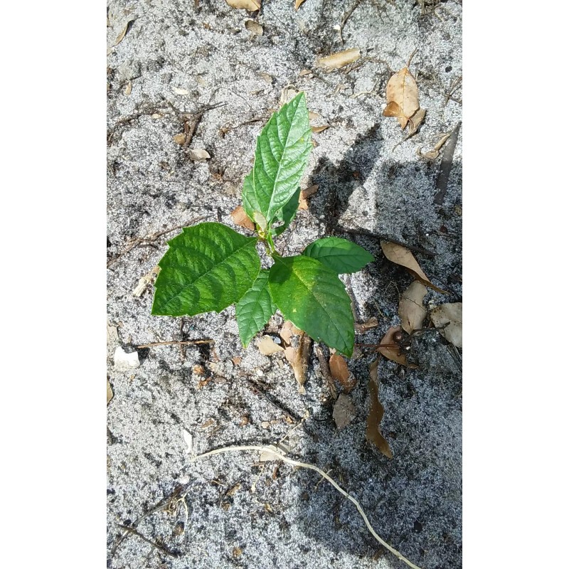Japanese Plum Tree 2 Rooted Plants 4-8Japanese Plum Tree Organic