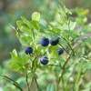 Bilberry freeze-dried concentrated powder powder 2 large capacity 100 tablets