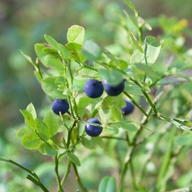 Bilberry freeze-dried concentrated powder powder 2 large capacity 100 tablets / 빌베리 동결건조 농축 분말 가루 파우더 대용량 100정 2개