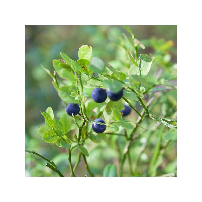 Bilberry freeze-dried concentrated powder powder 2 large capacity 100 tablets