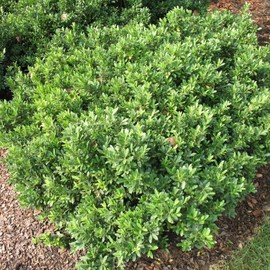 Hoogendoorn Holly Shrub I 10 Live Plants I Ilex Crenata | Lustrous Evergreen for Hedging, Privacy Screens, and Decorative Accents