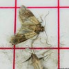 Entopest Pantry Moth Traps | Pheromone Trap Pad x10 Refill