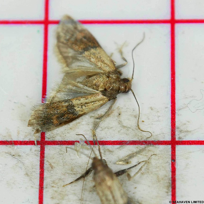 Entopest Pantry Moth Traps | Pheromone Trap Pad x10 Refill
