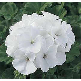 Pase Seeds Geranium Zonal Maverick Series White Seeds