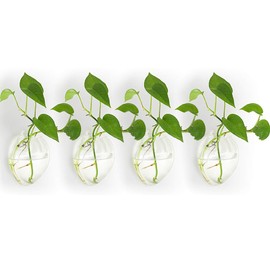 NUPTIO 4 Pcs Wall Hanging Glass Planters Plant Pot - Water Planting Vases Air Flower Vase Plant Terrariums Plant Container