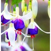 Mixed Fuchsia Flower Seeds Perennial Home Bonsai 100 Pcs Seeds