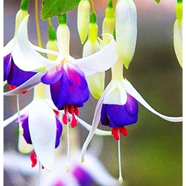 Mixed Fuchsia Flower Seeds Perennial Home Bonsai 100 Pcs Seeds