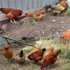 HONBAY 100PCS 5 Colors Poultry Foot Rings Leg Bands Clip-on