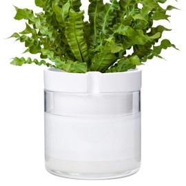 Phoenix Vine 8 Inch Self Watering Planter, White Terracotta Clay Pot with Glass Reservoir for Indoor Plants, Herbs, Flowers, Set of 1, 52-B-H-1