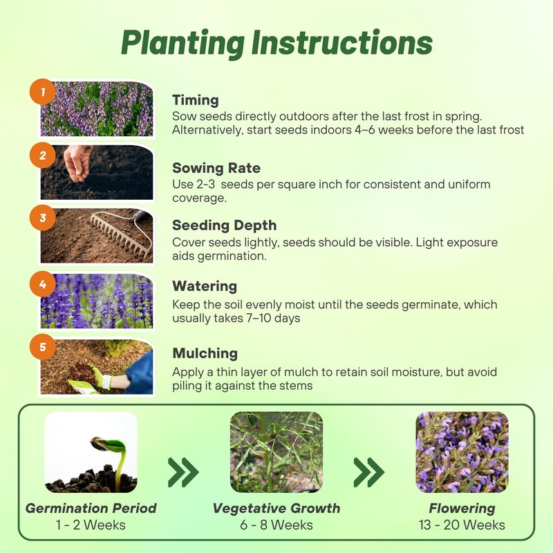 Outsidepride Clary Sage Seeds - 1000 Pcs. Biennial, Easy to