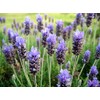 Fragrance Oil for Warmers (Lavender)
