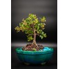 Barbados Dwarf Cherry Bonsai Tree in 6inch Pot Real Cherries