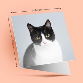 1 x Greeting Card Black & White Cat Kitten Pet - Blank Birthday Celebration Anniversary #15634