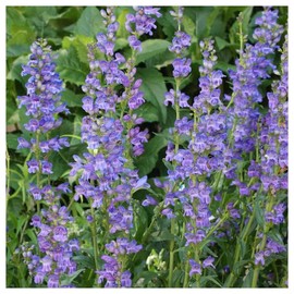 Everwilde Farms - 1/4 Lb Rocky Mountain Penstemon Native Wildflower Seeds - Gold Vault
