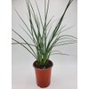 Red Yucca (Bundle of 4)- Hesperaloe parviflora - Quart Containers