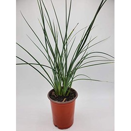 Red Yucca (Bundle of 4)- Hesperaloe parviflora - Quart Containers - by Crape Myrtle Guy - Live Plants - 6-12" Tall (4)
