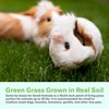 Gotta Go Grass for Small Animals – Natural Real Grass