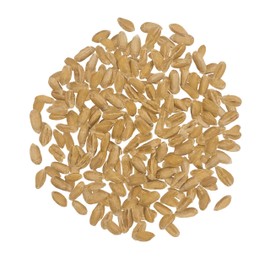 Spelt Wheat Berries | 25 LBS | Washington State Grown | Non-GMO | Non-Irradiated