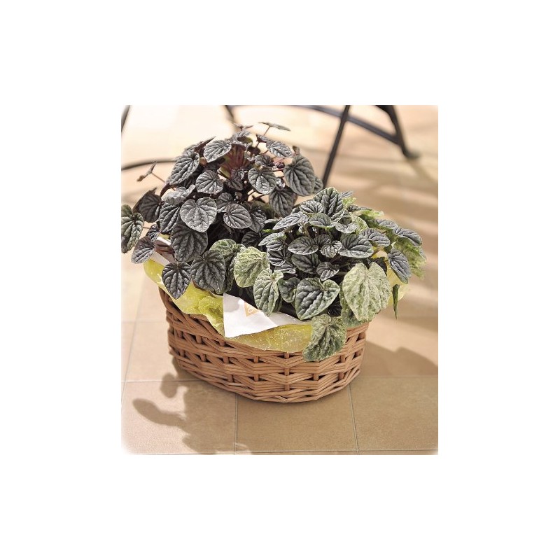 Ohashi Shinji Shoten Handmade Basket Willow Basket Steam Willow Circle