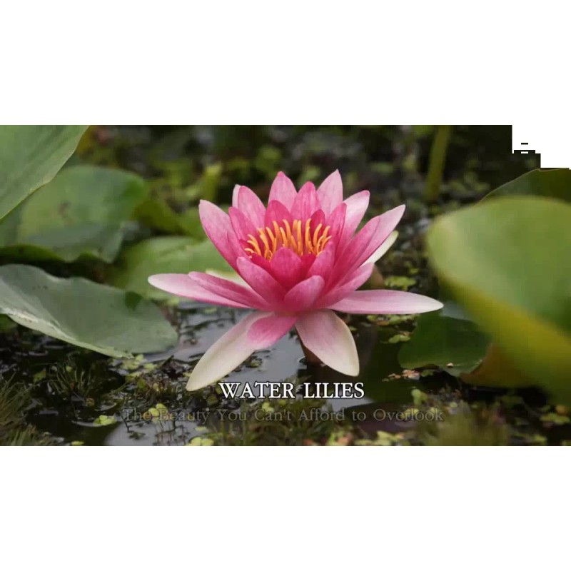 4 Pack Live Water Lily Tubers Plants Colorful Pond Freshwater