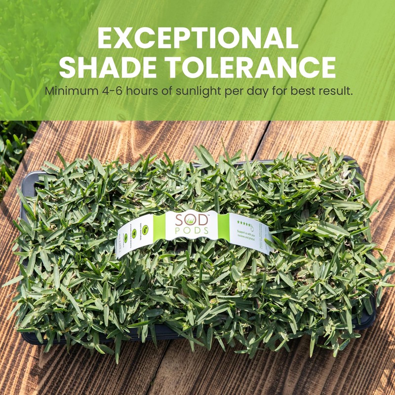 SodPods® St. Augustine CitraBlue Grass Plugs for Lawn Repair, 3"