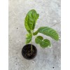 Passion Fruit Plant With Pot Live Plant Ready To Plant