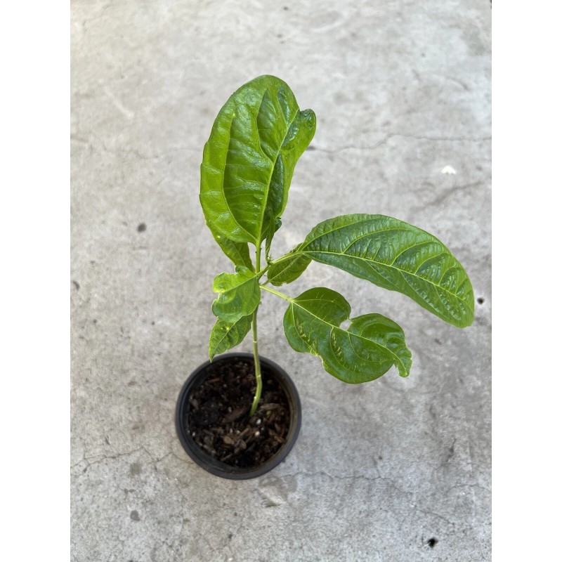 Passion Fruit Plant With Pot Live Plant Ready To Plant