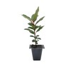 1 Arbutus Unedo Live Strawberry Tree Plant – Sweet Resilient