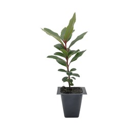 1 Arbutus Unedo Live Strawberry Tree Plant – Sweet Resilient Beauty, Thriving in 2.5" Nursery Cube