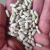 French Flageolet Bean Seeds (25) / ORGANIC / BUSH BEAN