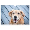 Golden Retriever Hailey Photo Calendar (Wall Calendar 2026 DIN A4