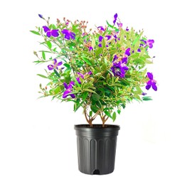 Tibouchina Dwarf | 2 Extra Large 3 Gallon Plants | Tibouchina granulosa Compacta | Vibrant Purple Blooms | Garden Showstopper