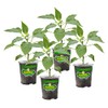 Bonnie Plants Sweet Banana Pepper - 4 Pack Live Plants, 6 Inch Fruit Size, Great For Frying & Pickling