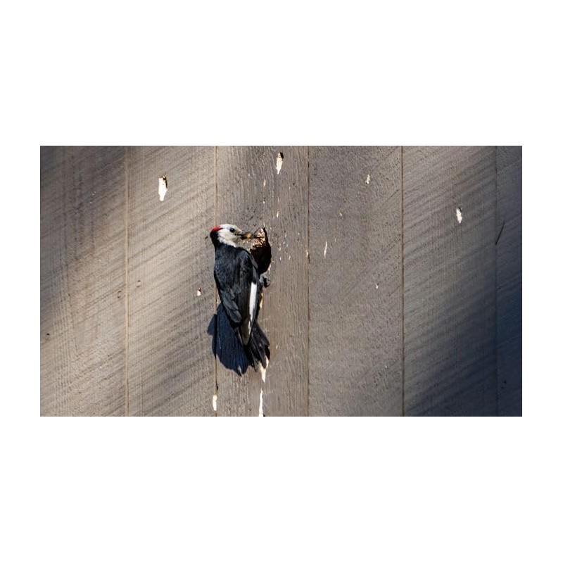 Carpenter Bee Traps for Outside – BB PRO® (30 Count)